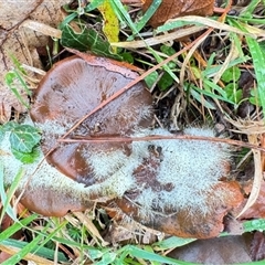 Spinellus sp. at Emerald, VIC - suppressed