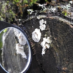 zz Polypore (cap and stem) at Olinda, VIC - 28 Jun 2025 by GlossyGal
