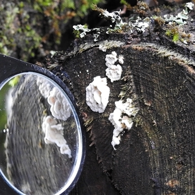 zz Polypore (cap and stem) at Olinda, VIC - 28 Jun 2025 by GlossyGal