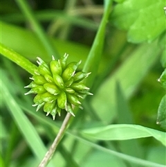 Ranunculus repens (Creeping Buttercup) at Jembaicumbene, NSW - 8 Jan 2025 by JaneR