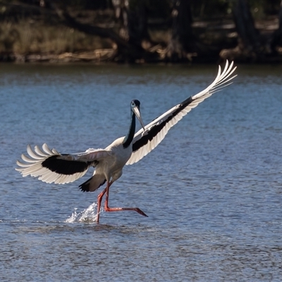 Ephippiorhynchus asiaticus (Black-necked Stork) at Lake Cathie, NSW - 20 Jun 2025 by rawshorty