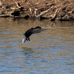Phalacrocorax sulcirostris (Little Black Cormorant) at Burra, NSW - 29 Jun 2025 by AlisonMilton