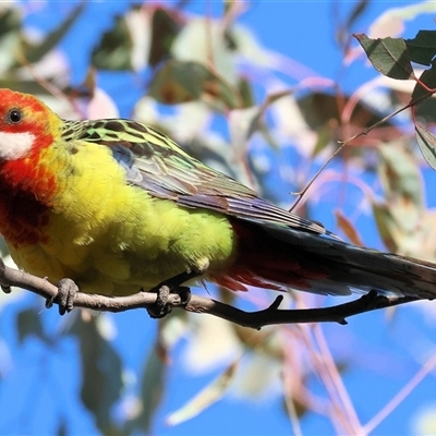 Platycercus eximius (Eastern Rosella) at Wodonga, VIC - 30 Jun 2025 by KylieWaldon