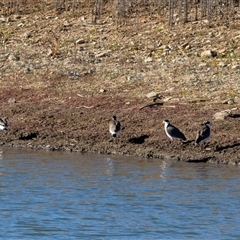 Vanellus miles (Masked Lapwing) at Burra, NSW - 29 Jun 2025 by AlisonMilton