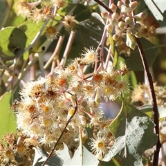Eucalyptus polyanthemos (Red Box) at Wodonga, VIC - 30 Jun 2025 by KylieWaldon