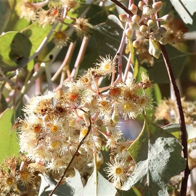 Eucalyptus polyanthemos (Red Box) at Wodonga, VIC - 30 Jun 2025 by KylieWaldon