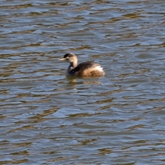 Tachybaptus novaehollandiae (Australasian Grebe) at Burra, NSW - 29 Jun 2025 by AlisonMilton
