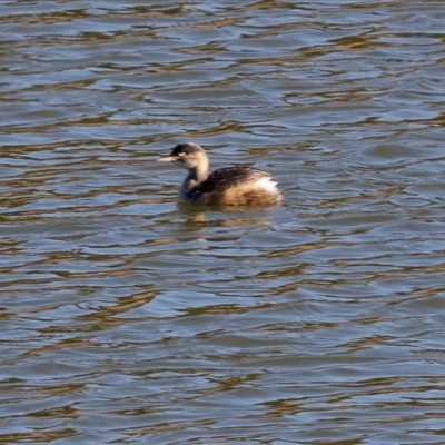 Tachybaptus novaehollandiae (Australasian Grebe) at Burra, NSW - 29 Jun 2025 by AlisonMilton