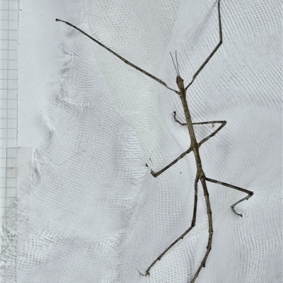 Ctenomorpha marginipennis at Isaacs, ACT - 1 Jul 2025 by Mike