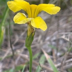 Goodenia pinnatifida (Scrambled Eggs) at Gunning, NSW - 9 Dec 2024 by JaneR