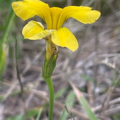 Goodenia pinnatifida (Scrambled Eggs) at Gunning, NSW - 9 Dec 2024 by JaneR