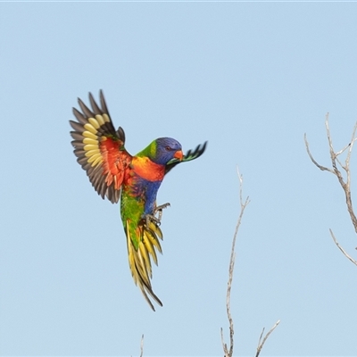 Trichoglossus moluccanus (Rainbow Lorikeet) at Lake Innes, NSW - 22 Jun 2025 by rawshorty