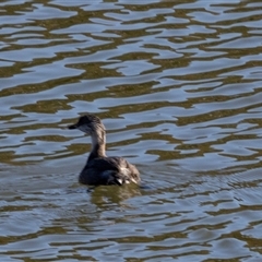 Poliocephalus poliocephalus (Hoary-headed Grebe) at Burra, NSW - 29 Jun 2025 by AlisonMilton