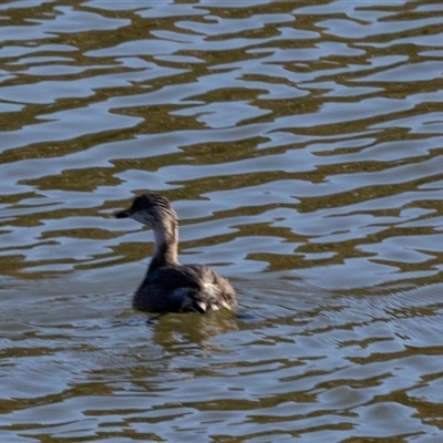 Poliocephalus poliocephalus (Hoary-headed Grebe) at Burra, NSW - 29 Jun 2025 by AlisonMilton