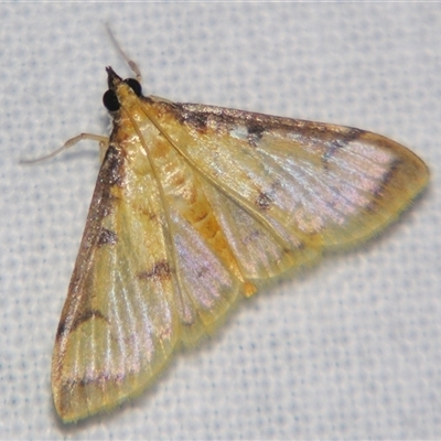 Cotachena aluensis (Spilomelinae) at Abergowrie, QLD - 20 Oct 2008 by PJH123