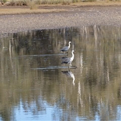 Ardea pacifica (White-necked Heron) at Lake Cathie, NSW - 22 Jun 2025 by rawshorty