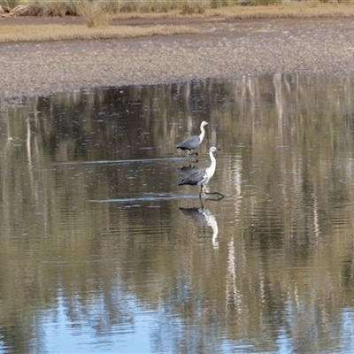 Ardea pacifica (White-necked Heron) at Lake Cathie, NSW - 22 Jun 2025 by rawshorty
