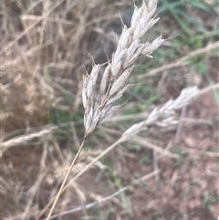 Bromus hordeaceus (A Soft Brome) at Gunning, NSW - 9 Dec 2024 by JaneR