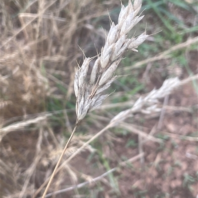 Bromus hordeaceus (A Soft Brome) at Gunning, NSW - 9 Dec 2024 by JaneR