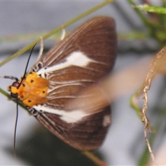 Asota heliconia (A Tropical Tiger moth (Aganainae)) at Abergowrie, QLD - 20 Oct 2008 by PJH123