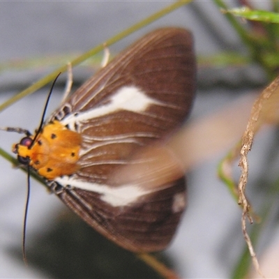 Asota heliconia (A Tropical Tiger moth (Aganainae)) at Abergowrie, QLD - 20 Oct 2008 by PJH123