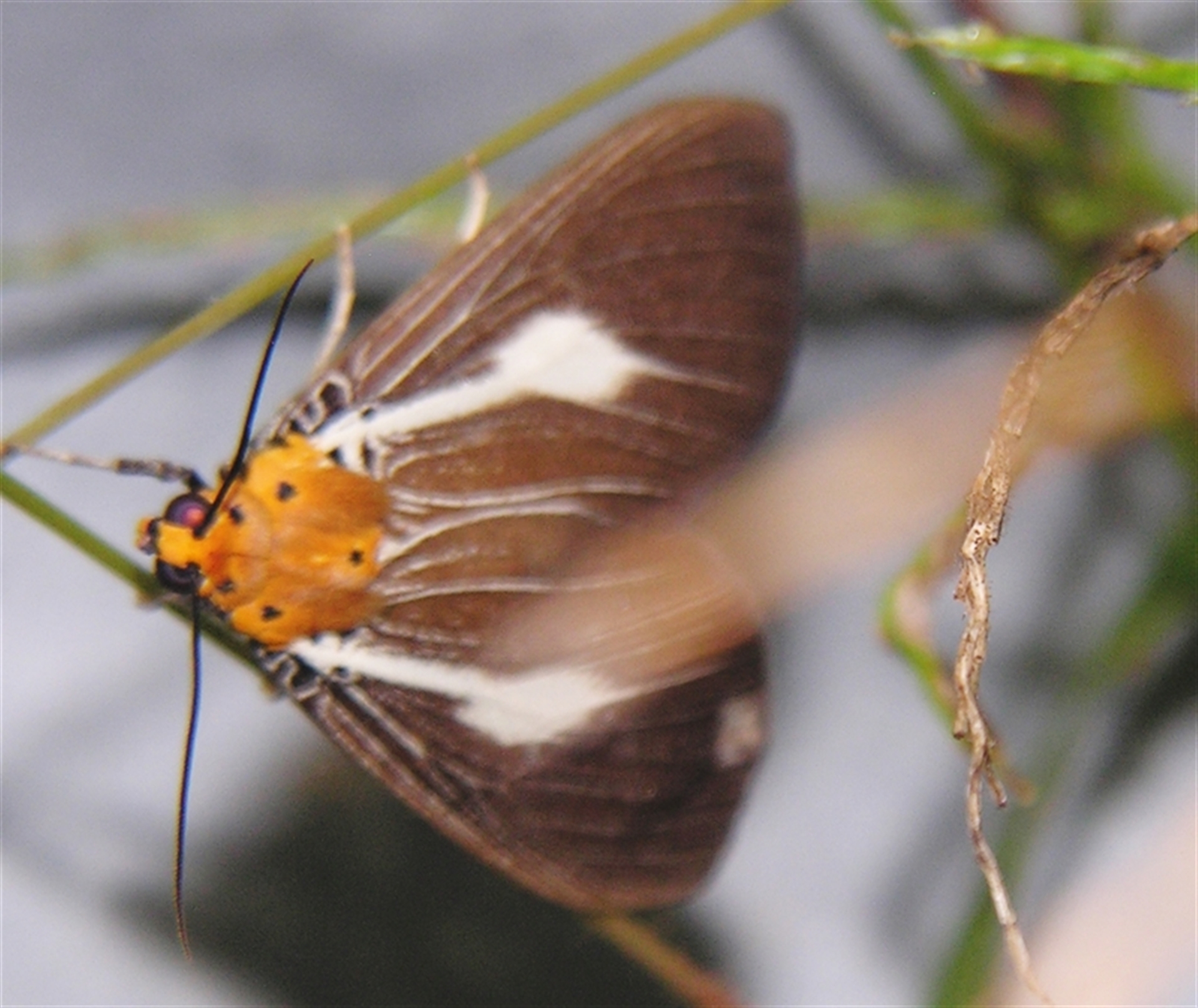 Asota heliconia at Abergowrie, QLD - 20 Oct 2008 10:31 PM