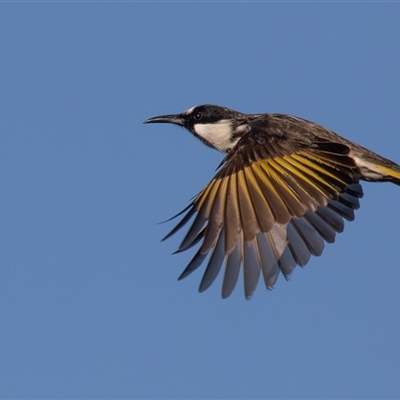Phylidonyris niger (White-cheeked Honeyeater) at Lake Innes, NSW - 24 Jun 2025 by rawshorty