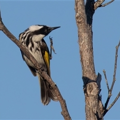 Phylidonyris niger at Lake Innes, NSW - 24 Jun 2025 08:09 AM