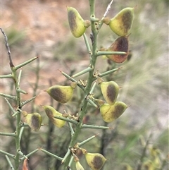 Daviesia genistifolia (Broom Bitter Pea) at Gunning, NSW - 9 Dec 2024 by JaneR