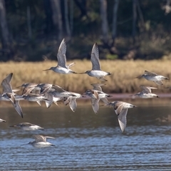 Limosa lapponica at Lake Innes, NSW - 20 Jun 2025 by rawshorty