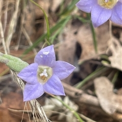 Wahlenbergia sp. (Bluebell) at Gunning, NSW - 9 Dec 2024 by JaneR