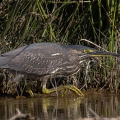 Butorides striata (Striated Heron) at Lake Cathie, NSW - 19 Jun 2025 by rawshorty