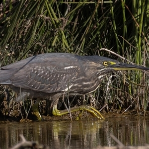 Butorides striata at Lake Cathie, NSW - 19 Jun 2025 01:10 PM