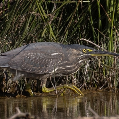 Butorides striata (Striated Heron) at Lake Cathie, NSW - 19 Jun 2025 by rawshorty