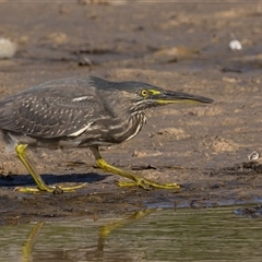 Butorides striata at Lake Cathie, NSW - 19 Jun 2025 01:10 PM