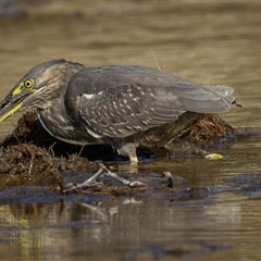Butorides striata at Lake Cathie, NSW - 19 Jun 2025 01:10 PM