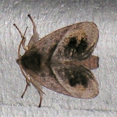 Praesusica placerodes (A Cup moth (Limacodidae) at Abergowrie, QLD - 20 Oct 2008 by PJH123