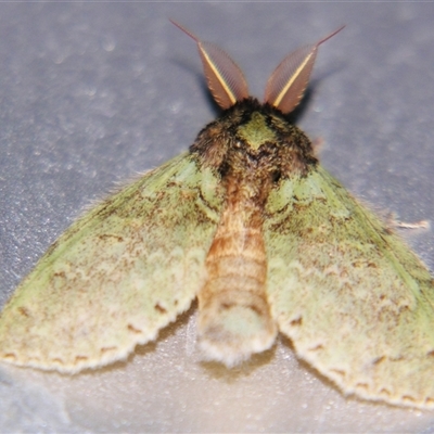 Neostauropus viridissimus (A Prominent moth (Notodontidae) at Abergowrie, QLD - 20 Oct 2008 by PJH123