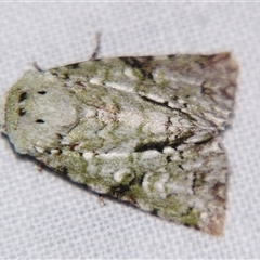 Acronicta psorallina at Abergowrie, QLD - 20 Oct 2008 by PJH123