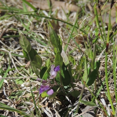 Polygala japonica (Dwarf Milkwort) at Kowen, ACT - 26 Oct 2024 by MichaelBedingfield