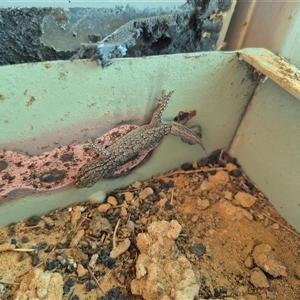 Gehyra versicolor at Tibooburra, NSW - 1 Jul 2025 10:58 AM