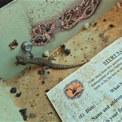 Gehyra versicolor at Tibooburra, NSW - 1 Jul 2025 10:58 AM