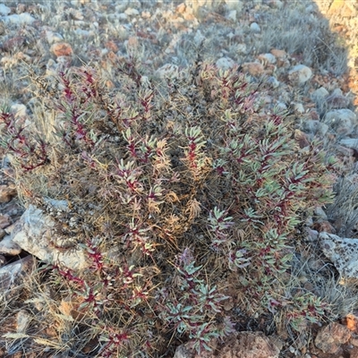 Sclerolaena longicuspis (Long-Spine Bindyi) at Tibooburra, NSW - 1 Jul 2025 by MB