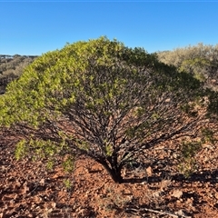 Eremophila sp. at Tibooburra, NSW - 1 Jul 2025 by MB