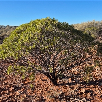 Eremophila sp. at Tibooburra, NSW - 1 Jul 2025 by MB
