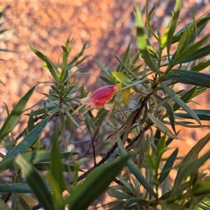 Eremophila duttonii at Tibooburra, NSW - 1 Jul 2025 08:47 AM