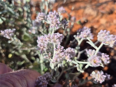 Ptilotus obovatus (Cotton Bush) at Tibooburra, NSW - Yesterday by MB