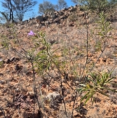 Eremophila goodwinii subsp. goodwinii at Tibooburra, NSW - 30 Jun 2025 by MB