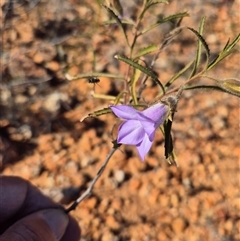 Eremophila goodwinii subsp. goodwinii at Tibooburra, NSW - 30 Jun 2025 02:25 PM