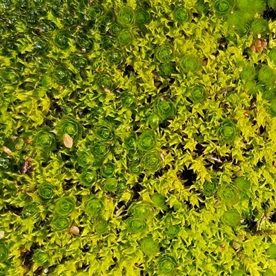Rosulabryum sp. at Hawker, ACT - 29 Jun 2025 by sangio7
